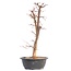 Acer palmatum Deshojo, 46 cm, ± 12 anni