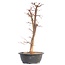 Acer palmatum Deshojo, 46 cm, ± 12 Jahre alt