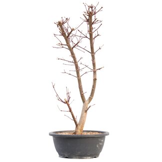 Acer palmatum Deshojo, 49,5 cm, ± 12 años