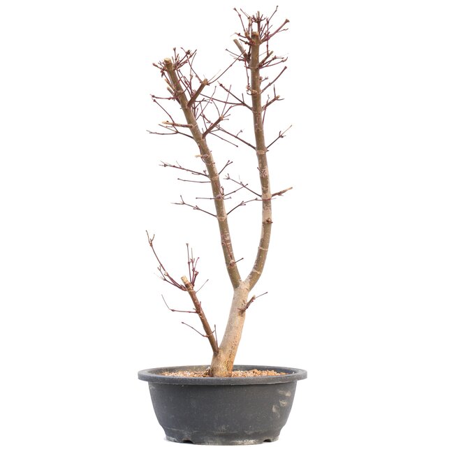 Acer palmatum Deshojo, 49,5 cm, ± 12 años