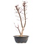 Acer palmatum Deshojo, 49,5 cm, ± 12 años