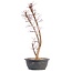 Acer palmatum Deshojo, 49,5 cm, ± 12 jaar oud