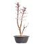 Acer palmatum Deshojo, 49,5 cm, ± 12 años