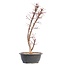 Acer palmatum Deshojo, 49,5 cm, ± 12 jaar oud