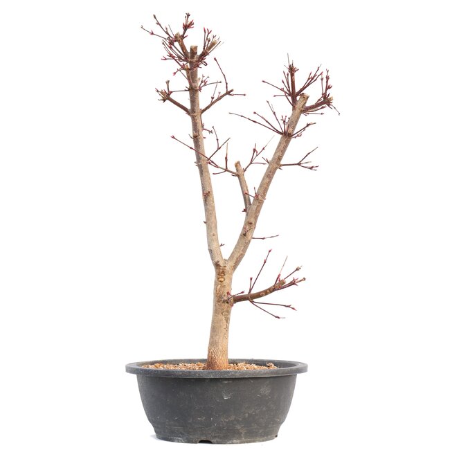 Acer palmatum Deshojo, 45,5 cm, ± 12 jaar oud