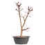 Acer palmatum Deshojo, 45,5 cm, ± 12 años