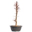 Acer palmatum Deshojo, 45,5 cm, ± 12 jaar oud