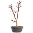 Acer palmatum Deshojo, 45,5 cm, ± 12 años