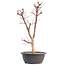 Acer palmatum Deshojo, 45,5 cm, ± 12 years old