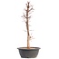 Acer palmatum Deshojo, 45,5 cm, ± 12 años