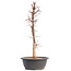 Acer palmatum Deshojo, 45,5 cm, ± 12 Jahre alt