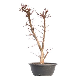 Acer palmatum Deshojo, 49,5 cm, ± 12 años