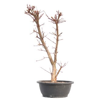 Acer palmatum Deshojo, 49,5 cm, ± 12 jaar oud