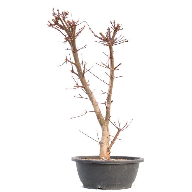 Acer palmatum Deshojo, 49,5 cm, ± 12 Jahre alt