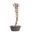 Acer palmatum Deshojo, 49,5 cm, ± 12 jaar oud