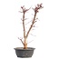 Acer palmatum Deshojo, 49,5 cm, ± 12 años