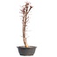 Acer palmatum Deshojo, 49,5 cm, ± 12 jaar oud