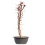 Acer palmatum Deshojo, 49,5 cm, ± 12 Jahre alt