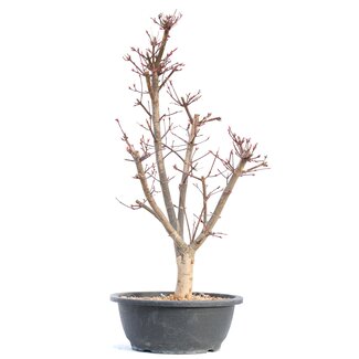 Acer palmatum Deshojo, 50,5 cm, ± 12 jaar oud