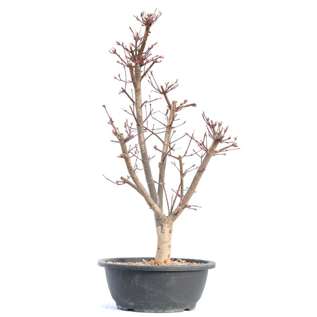 Acer palmatum Deshojo, 50,5 cm, ± 12 jaar oud
