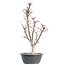 Acer palmatum Deshojo, 50,5 cm, ± 12 jaar oud