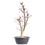 Acer palmatum Deshojo, 50,5 cm, ± 12 jaar oud