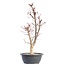 Acer palmatum Deshojo, 50,5 cm, ± 12 Jahre alt