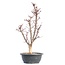 Acer palmatum Deshojo, 50,5 cm, ± 12 Jahre alt