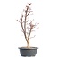 Acer palmatum Deshojo, 50,5 cm, ± 12 years old