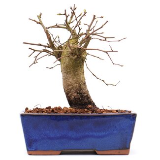 Carpinus coreana, 15,5 cm, ± 15 jaar oud