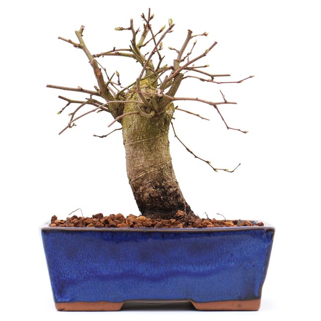 Carpinus coreana, 15,5 cm, ± 15 ans