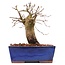 Carpinus coreana, 15,5 cm, ± 15 ans