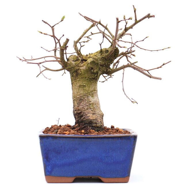 Carpinus coreana, 15,5 cm, ± 15 Jahre alt