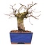 Carpinus coreana, 15,5 cm, ± 15 Jahre alt