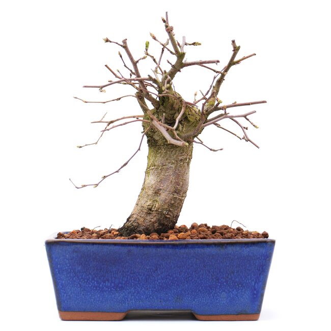 Carpinus coreana, 15,5 cm, ± 15 anni