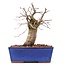 Carpinus coreana, 15,5 cm, ± 15 ans
