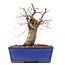 Carpinus coreana, 15,5 cm, ± 15 jaar oud