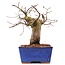 Carpinus coreana, 15,5 cm, ± 15 ans