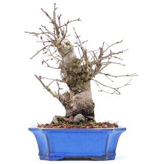 Carpinus coreana, 19,5 cm, ± 15 anni