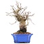 Carpinus coreana, 19,5 cm, ± 15 jaar oud