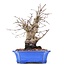 Carpinus coreana, 19,5 cm, ± 15 jaar oud