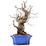 Carpinus coreana, 19,5 cm, ± 15 jaar oud