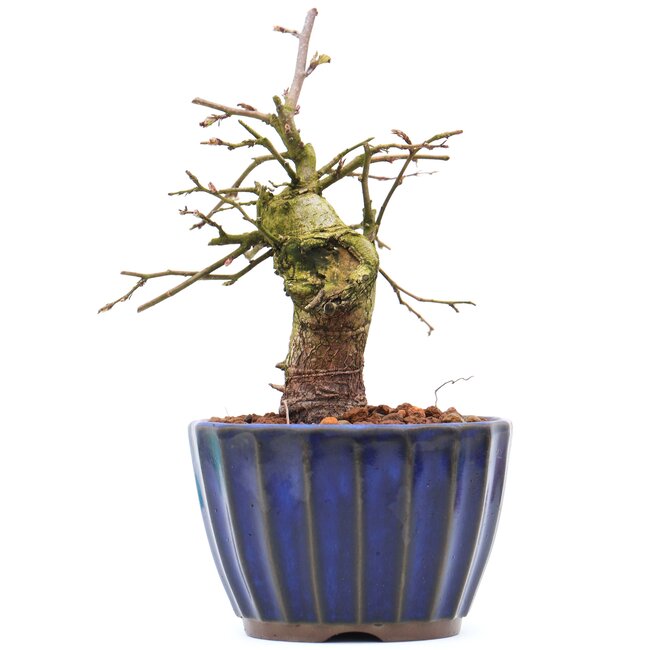 Carpinus coreana, 13 cm, ± 15 ans