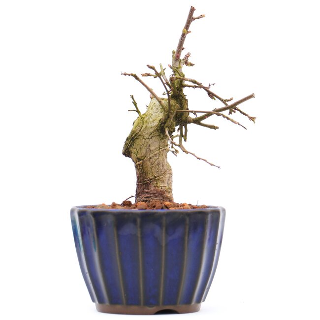 Carpinus coreana, 13 cm, ± 15 años