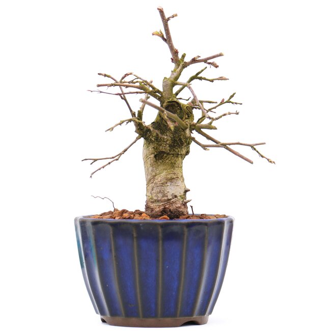 Carpinus coreana, 13 cm, ± 15 ans