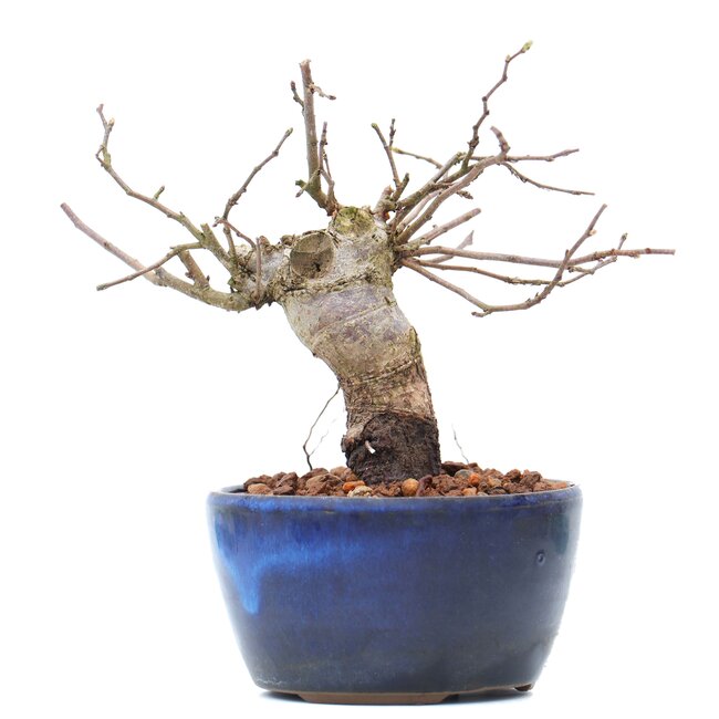 Carpinus coreana, 11,2 cm, ± 15 Jahre alt