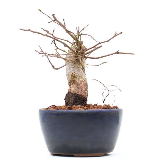 Carpinus coreana, 11,2 cm, ± 15 ans