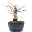 Carpinus coreana, 11,2 cm, ± 15 years old