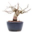 Carpinus coreana, 11,2 cm, ± 15 Jahre alt