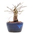 Carpinus coreana, 11,2 cm, ± 15 Jahre alt